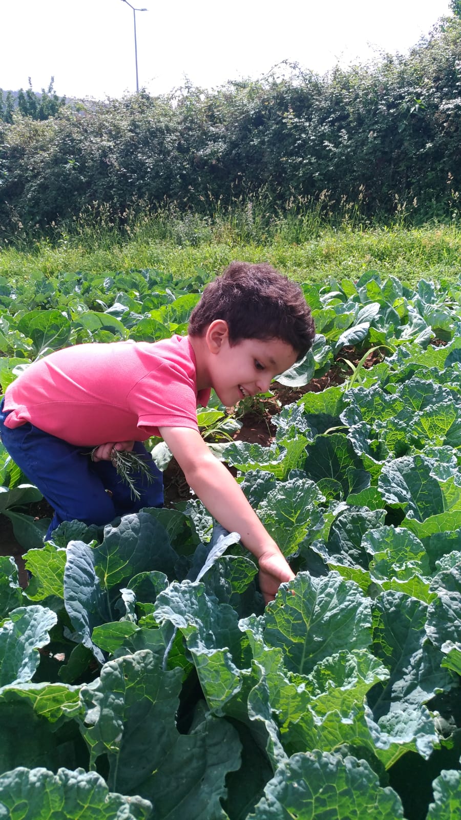 Quinta biológica da Biobrassica